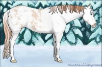 Horse Color:Buckskin Pearl Sabino Splash