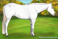 Horse Color:Buckskin Near Leopard 