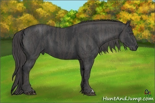 Horse Color:Black  Brindle