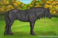 Horse Color:Black  Brindle