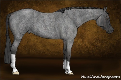 Horse Color:Blue Roan Brindle