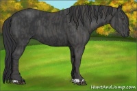 Horse Color:Black  Brindle