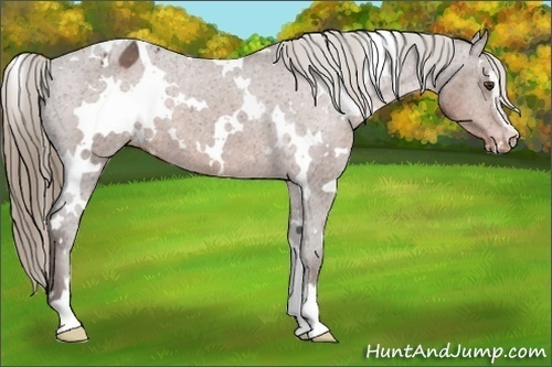 Horse Color:White Spotted Liver Chestnut Sabino Varnish 