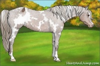 Horse Color:White Spotted Liver Chestnut Sabino Varnish