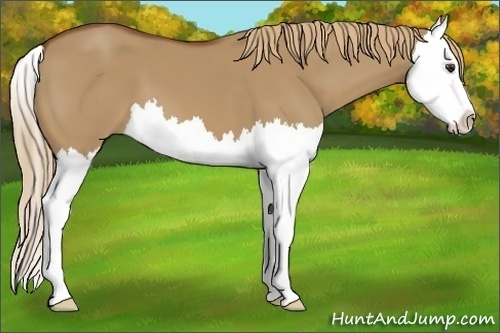 Horse Color:Red Dun Splash 