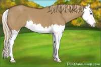 Horse Color:Red Dun Splash