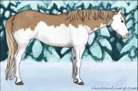 Horse Color:Red Dun Splash 
