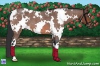 Horse Color:White Spotted Bay Roan
