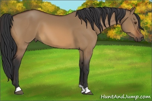 Horse Color:Bay Dun