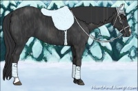 Horse Color:Black  Brindle