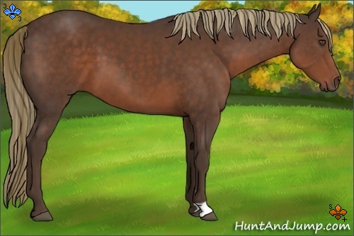 Horse Color:Liver Chestnut 