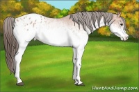 Horse Color:White Spotted Bay Varnish Rabicano 
