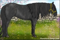 Horse Color:Black  Brindle