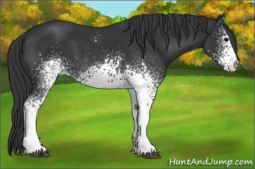 Horse Color:White Spotted Black 
