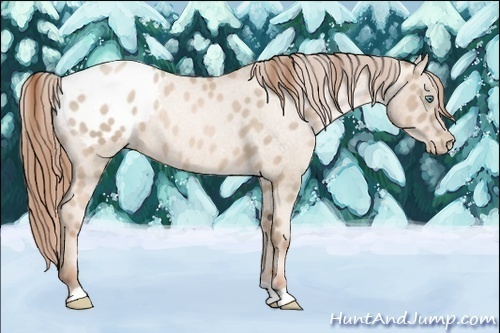 Horse Color:Buckskin Roan Pearl Appaloosa
