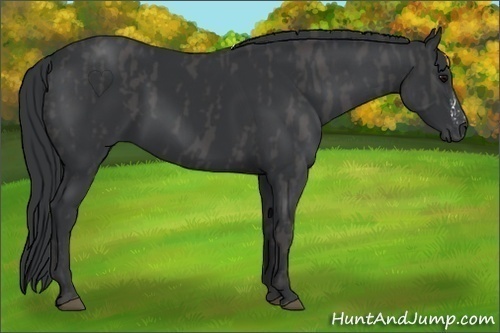 Horse Color:Black  Brindle