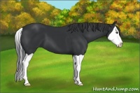 Horse Color:Black Splash 