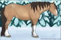 Horse Color:Amber Champagne 