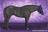 Horse Color:Black  Brindle