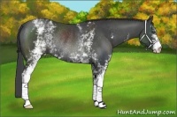 Horse Color:White Spotted Smoky Black Rabicano