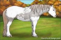 Horse Color:Liver Red Roan Splash Appaloosa 