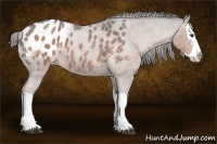 Horse Color:Liver Red Roan Splash Appaloosa 