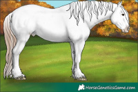 Horse Color:Liver Red Roan Frame Appaloosa 