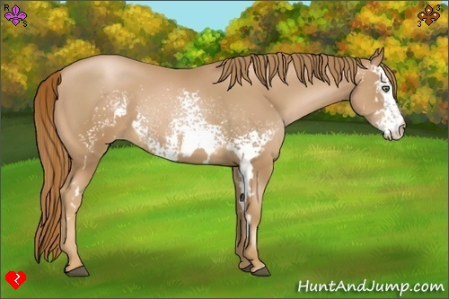 Horse Color:White Spotted Chestnut Pearl Frame