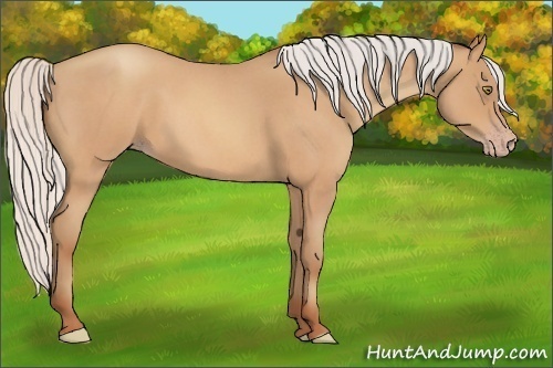 Horse Color:Silver Amber Champagne Roan Frame 