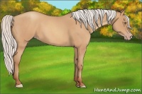 Horse Color:Silver Amber Champagne Roan Frame 
