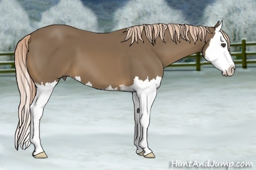 Horse Color:Chocolate Palomino Sabino Splash 