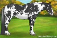 Horse Color:White Spotted Black Splash Frame 