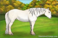 Horse Color:White Spotted Silver Amber Cream Champagne Pearl Dun Frame 