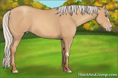 Horse Color:Silver Amber Champagne Frame 