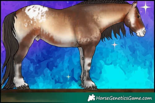 Horse Color:Brown Onyx Appaloosa Rabicano  and Brown Onyx Appaloosa Rabicano 