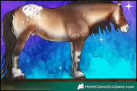 Horse Color:Brown Onyx Appaloosa Rabicano  and Brown Onyx Appaloosa Rabicano 