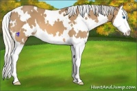 Horse Color:White Spotted Silver Buckskin Splash 