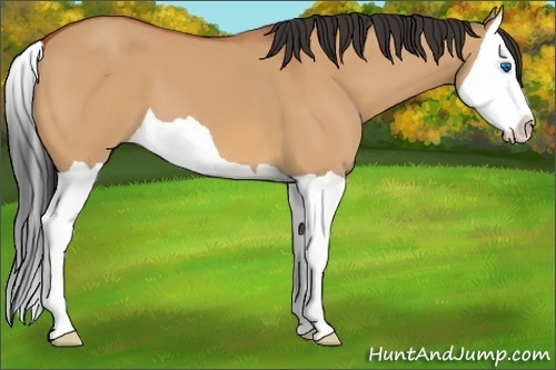 Horse Color:Bay Dun Splash
