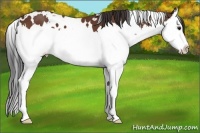 Horse Color:White Spotted Bay Sabino Splash