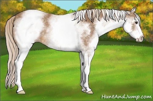 Horse Color:White Spotted Palomino 