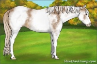 Horse Color:White Spotted Palomino