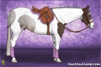 Horse Color:Liver Chestnut Sabino Tobiano 