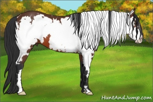 Horse Color:White Spotted Bay Splash Frame 