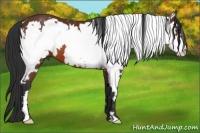 Horse Color:White Spotted Bay Splash Frame
