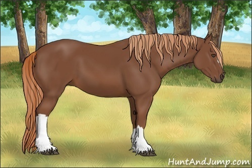 Horse Color:Unknown 