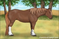 Horse Color:Unknown 