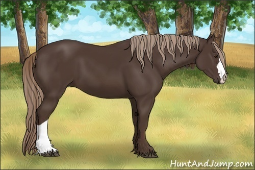 Horse Color:Liver Chestnut 