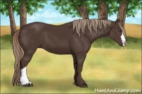 Horse Color:Liver Chestnut