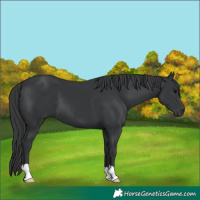 Horse Color:Black 