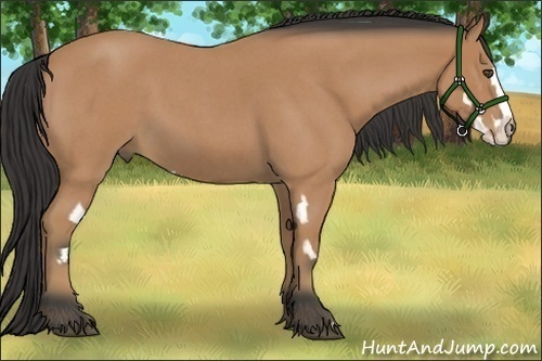 Horse Color:Bay Roan Splash Frame